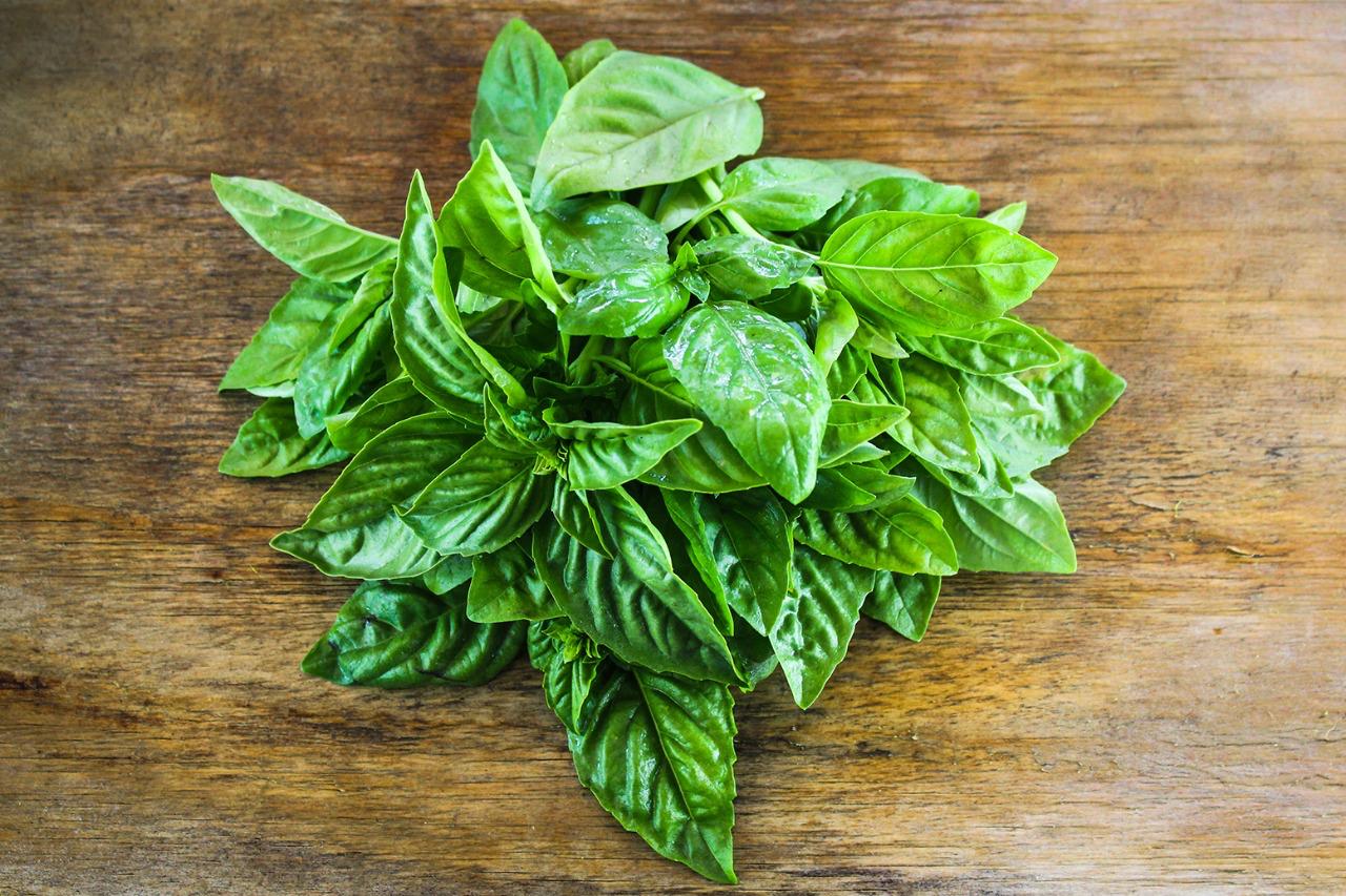 Albahaca