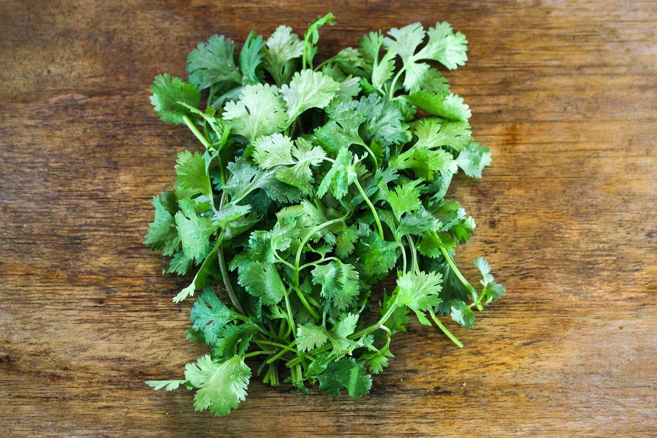 Cilantro