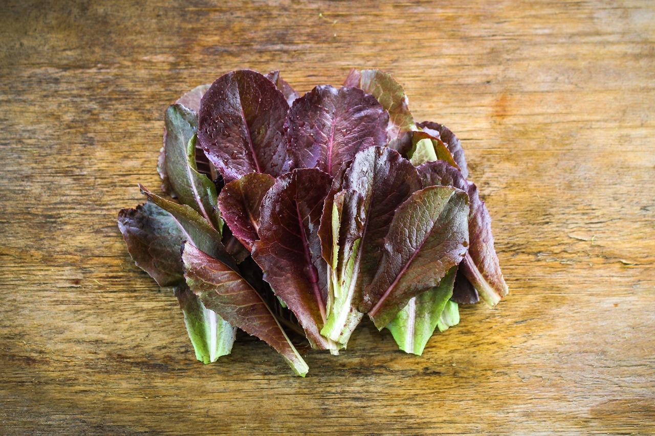 Lechuga Costina Roja