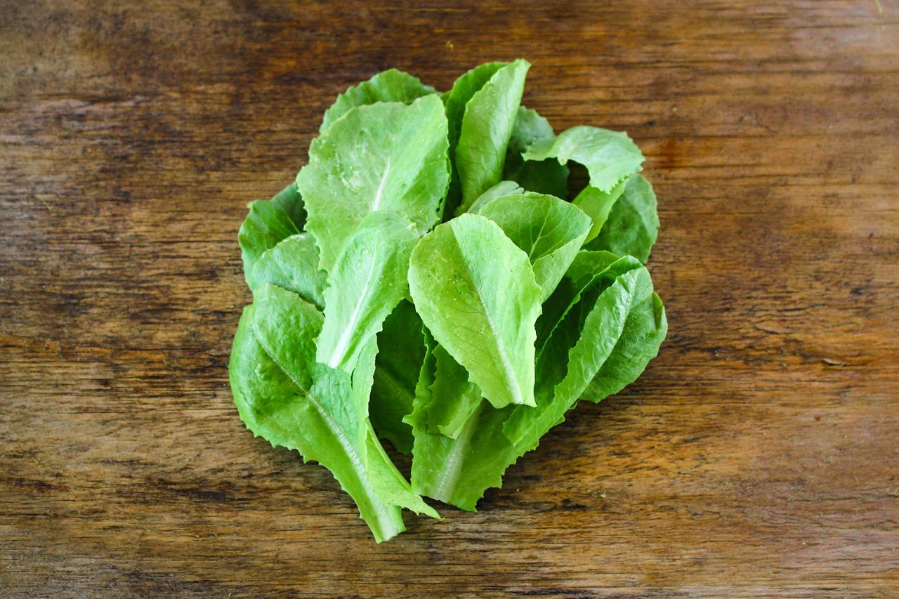 Lechuga Costina Verde