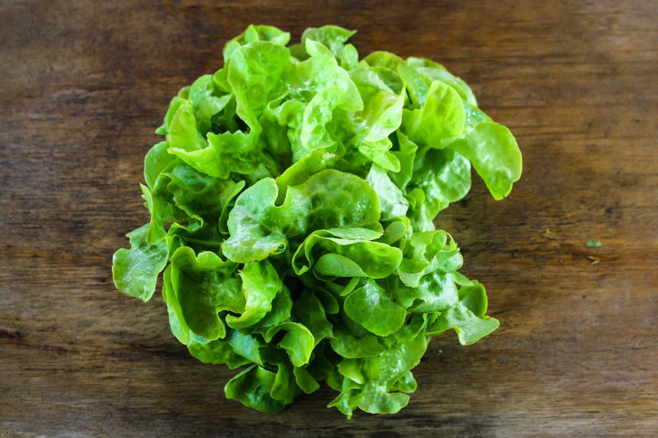 Lechuga Roble Verde