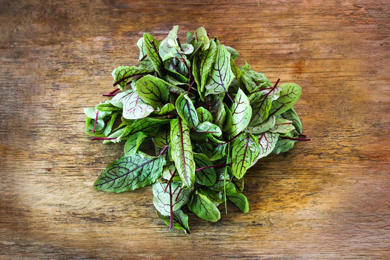 Rumex